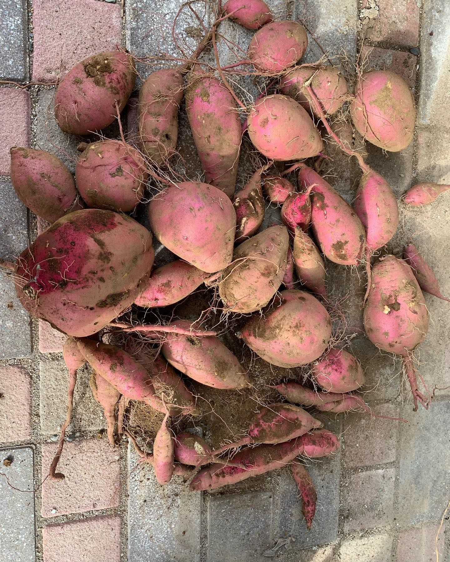 サツマイモ収穫 - from Instagram