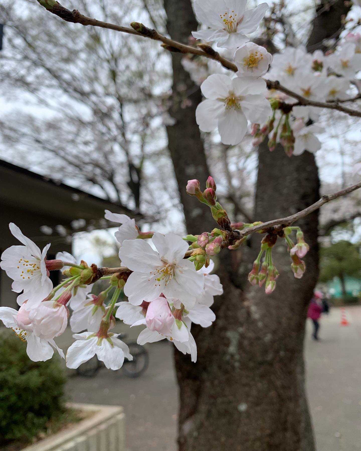 新小岩公園 - from Instagram