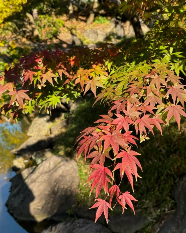 清澄庭園とその周辺

清澄白河まで行く用事があり、お天気も良かったので紅葉を求めてブラブラしてきました。

清澄庭園は岩崎家三代が築いた名石の庭と言うことで、中央の池を中心に全国から運ばれた石がたくさん。
こんなに大きな石たちを運ぶのはさぞかし大変だっただろうと当時に思いを馳せました。ちなみに伊豆は溶岩かなと思われる表面がごつごつした石でした。

本当にお天気が良かったので、隅田川もキラキラ反射していました✨
帰りに寄った錦糸町もスカイツリーとのコラボイルミネーションが素敵で、なんとなく年末な気分に。

都立の庭園、他にも良いところがたくさんあるので、来年周りたいと思い、一覧のチラシをもらってきました。

#清澄庭園  #清澄白河  #清澄白河散歩  #隅田川沿い  #深川図書館 #錦糸町イルミネーション  #松尾芭蕉句碑 #サニーゴ探し #本当の目的はこれじゃない
